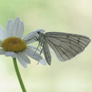 IRIX 150mm f/2.8 Dragonfly Manual Focus Prime Macro Lens for Nikon DSLR's