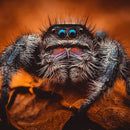 IRIX 150mm f/2.8 Dragonfly Manual Focus Prime Macro Lens for Nikon DSLR's